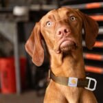 Carhartt Dog Collar Coral Glow L - Image 4