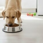 Loving Pets Stainless Steel Non-Tip Dog Bowl – Heavy Duty No Spill Dog Bowl with Removable Rubber Base – Durable, Non-Skid Stainless Steel Dog Food Bowl & Dog Water - Image 4