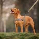Annchwool No Pull Dog Harness with Soft Padded Handle,Reflective Strip Escape Proof and Quick Fit to Adjust Dog Harness,Easy for Training Walking for Small & Medium and Large Dogs(Brown,L) - Image 6
