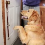 Leather Dog Doorbells to Go Outside, Brass Potty Training Bell - Image 5