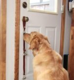 Leather Dog Doorbells to Go Outside, Brass Potty Training Bell - Image 6