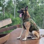 OneTigris Large Tactical Dog Harness No Pull Handle S Green - Image 3