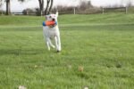 Chuckit! Amphibious Tumble Bumper Dog Toy, Floats on water,Large - Image 4