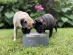 Tuff Pupper 100 oz Heavy Duty Insulated Stainless Steel Dog Bowl for Large Dogs, Non-Slip Base, Dishwasher Safe - Image 7