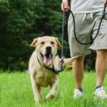 Rope Dog Leash, 6 Foot Heavy Duty Dog Leash with Aviation Aluminum Auto Locking Carabiner, Strong Nylon Pet Lead for Small, Medium, Large Dogs (Black, 6FT) - Image 5