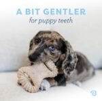 Benebone Puppy 2-Pack Dental Chew/Wishbone Dog Teething Toys, Real Bacon - Image 2