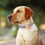 Unique Style Paws Dog Collar With Metal Buckle - Red Rose Flower Gift for Small, Medium, Large Boys Girls Dogs - Durable and Cute - Image 3