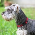 Joytale Reflective Dog Collar, Adjustable Neoprene Padded, Red M - Image 2