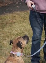 Dog Training Collar with Remote Controller - E Collar for Dogs Training Small, Medium, Large Dog Training, Waterproof Dog Collar, Rechargeable Dog Training & Behavior Aids Dog Accessories - Image 4