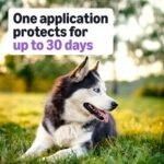 Amazon Basics Flea and Tick Topical Treatment and Prevention for Large Dogs (45-88 lbs), Fast Acting and Long Lasting, 3 Count, Packaging May Vary - Image 4
