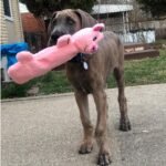 Snuggle Puppy Tender-Tuffs Bottle Cruncher Dog Toy, Squeaky Pig - Image 2