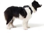 EzyDog Drive Dog Car Harness, Crash Tested and Certified - Medium - Image 5