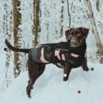 IECOii Extra Warm Dog Coat - Reflective Adjustable Jacket With Buckle Fleece Turtleneck for Cold Weather - Soft Winter Coat for Small Medium Extra Large Dogs - Green Camo - Image 5