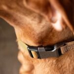 Carhartt Dog Collar Shaded Spruce L - Image 5