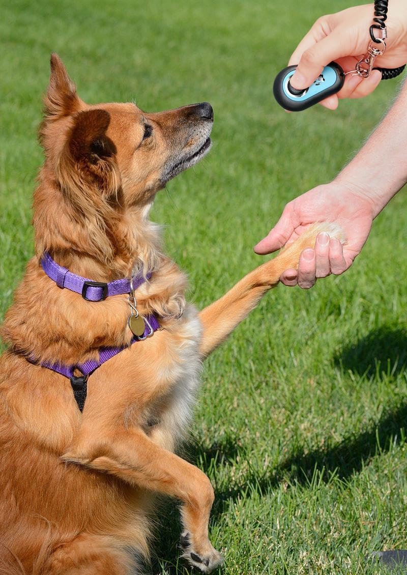 Pet Training Clicker with Strap for Dogs/Cats/Horses/Birds or Other Animals - Clickers for Training (5 Colors) - Image 3