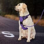 IVY&LANE No Pull Dog Harness for Small Dogs,Reflective Dog Vest Harness - Image 7