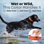 Regal Dog Products Engraved Name Plate Dog Collar, Biothane, Large Orange - Image 4