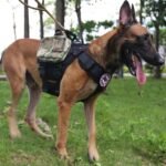 ICEFANG No Pull Tactical Dog Harness for Large Dogs,Adjustable Dog Vest - Image 4