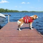 Kuoser Reflective Dog Life Jacket, Dog Life Vest for Swimming Boating - Image 5