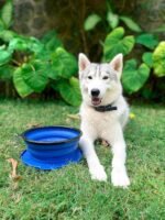 Tuff Pupper SuperBigSlurp Collapsible Dog Bowls, Extra Large Capacity, Portable, Food Safe, Odorless, Non-Toxic Silicone - Image 5