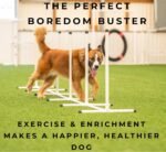 Better Sporting Dogs Agility Course Backyard Set - 7pc - Image 7