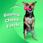 Hartz DuraPlay Bone Squeaky Latex Dog Toy for Medium Breeds, 3 Pack - Image 4