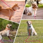 Long Dog Leash Reflective Rope Training Lead 15ft 30ft 50ft Check Cord - Image 8