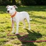 Long Dog Leash Reflective Rope Training Lead 15ft 30ft 50ft Check Cord - Image 9