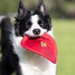 Nerf Dog Nylon Flyer Dog Toy, Flying Disc, Lightweight, Durable and Water Resistant, Great for Beach and Pool, 9 inch diameter, for Medium/Large Breeds, Single Unit, Red - Image 3