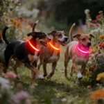 VIZPET LED Dog Collar, Light up Dog Collar Adjustable Safety Glowing Collar - Image 6