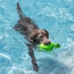 Fringe Studio Snappy Floating Dog Toys, Pet Shop Collection (640008) - Image 3