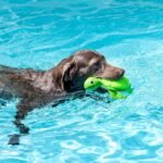 Fringe Studio Snappy Floating Dog Toys, Pet Shop Collection (640008) - Image 4