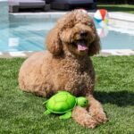 Fringe Studio Snappy Floating Dog Toys, Pet Shop Collection (640008) - Image 5