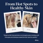 Veterinary Formula Clinical Care Hot Spot & Itch Relief Conditioner, 16 oz - Image 5