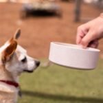 Loving Pets - Dolce Bamboo - Eco-Friendly Pet Bowls & Dishes for Dog, Cats, Puppy Food and Water Dish -Sustainable and Dishwasher Safe, Made with Real Bamboo (Small, Oat-Beige) - Image 4