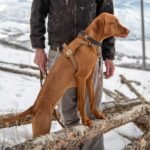 Carhartt Nylon Duck No Pull Dog Harness Carhartt Brown S - Image 5