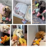 3 Pack Dog Toys Squeaky, Durable Stuffed Plush Puppy Chew Toy - Image 3