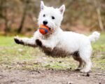 Chuckit! Ultra Ball Dog Toy, Durable Rubber, Small 2-in, 2 Pack - Image 3