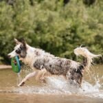 Chuckit! Amphibious ZipFlight Floating and Flying Disc Dog Toy, Medium (8.5"), Assorted Colors (Orange And Blue/Green and Blue) - Image 3