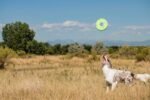 Chuckit! Amphibious ZipFlight Floating and Flying Disc Dog Toy, Medium (8.5"), Assorted Colors (Orange And Blue/Green and Blue) - Image 6
