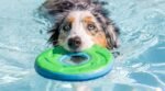 Chuckit! Amphibious ZipFlight Floating and Flying Disc Dog Toy, Medium (8.5"), Assorted Colors (Orange And Blue/Green and Blue) - Image 7