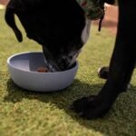Loving Pets - Dolce Bamboo - Eco-Friendly Pet Bowls & Dishes for Dog, Cats, Puppy Food and Water Bowl -Sustainable and Dishwasher Safe, Made with Real Bamboo (Medium, Slate-Grey) - Image 4