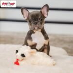 Multipet Lamb Chop Dog Plush Toy - Squeaky Toy - Image 5