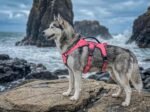 Tuff Pupper Escape Proof No Escape Dog Harness | 5 Point Adjustable Fit Harness for Dogs | Padded Dog Harnesses | Handle Dog Lift Harnesses - Image 6