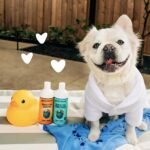 earthbath Oatmeal & Aloe Itch Relief Dog Shampoo, 16 Oz (1 Pack) - Image 4