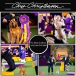 Chris Christensen Boar Dog Brush, Groom Like a Professional, Natural Boar Bristles, Beech Wood Handle, Distributes Natural Oils Making for a Healthy Coat - Image 4