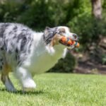 Chuckit! Ultra Fetch Stick Interactive Dog Toy, 12in, 2 Pack - Image 3