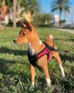 Gooby Escape Free Easy Fit Dog Harness, Step-in, Red, Medium - Image 6