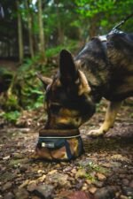 Ruffwear, Quencher Collapsible Dog Bowl, Coastal Mountains, Medium - Image 2