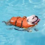 Outward Hound Granby Splash Dog Life Jacket, Life Vest, Orange, X-Small - Image 5
